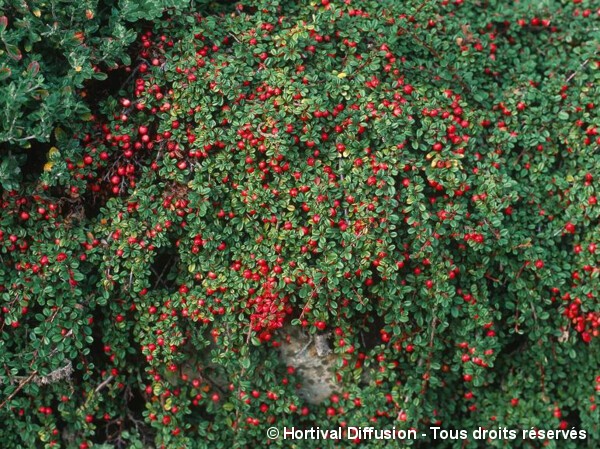 Cotoneaster | Silence, ça pousse !