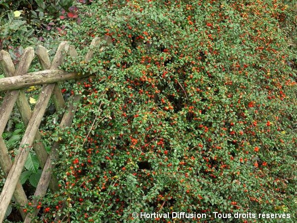 Cotoneaster Skogholm