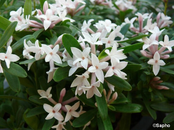 Daphne ETERNAL FRAGRANCE