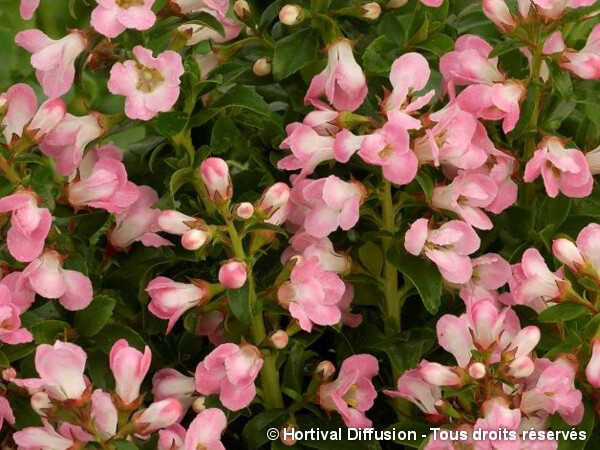 Escallonia Apple Blossom