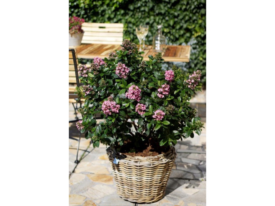 Escallonia Pink Elle 'lades' - Arbuste à Grandes Fleurs Roses Intenses, Conteneur 3-4 Litres