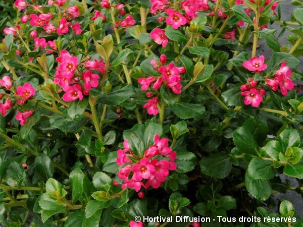 Escallonia Pride of Donard