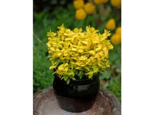 Fusain de fortune GOLDY® Fusain de fortune GOLDY®