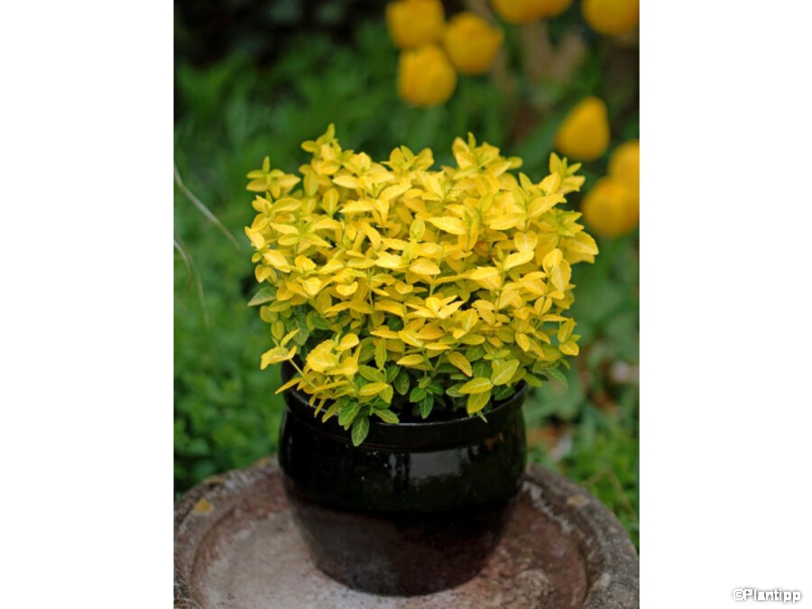 Fusain de fortune GOLDY® Fusain de fortune GOLDY®