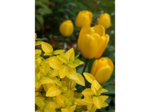 Fusain de fortune GOLDY® Fusain de fortune GOLDY®