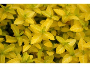 Fusain de fortune GOLDY® Fusain de fortune GOLDY®