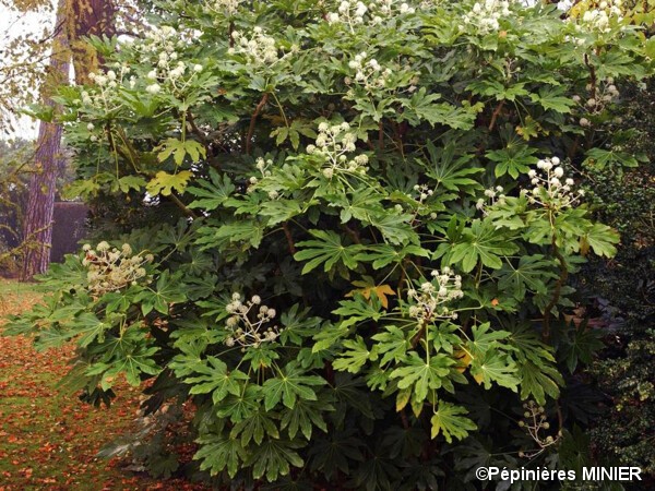 Fatsia du japon