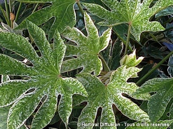 Fatsia du Japon Spider's Web