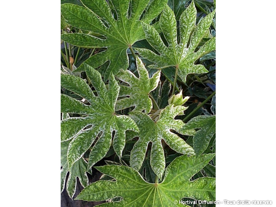 Fatsia Du Japon Spider S Web Silence Ca Pousse