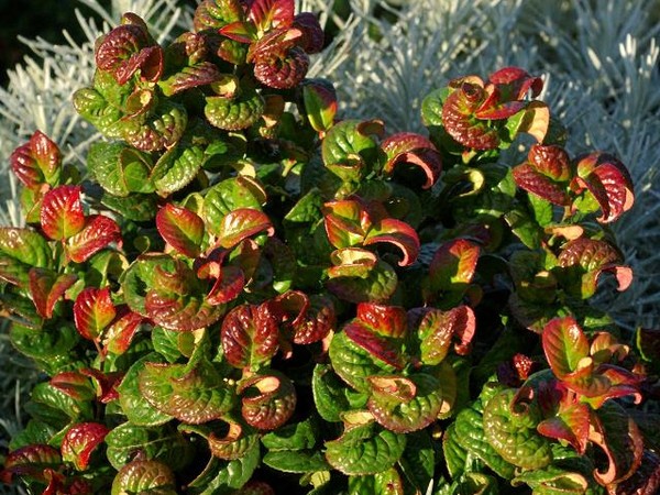 Leucothoé Curly Red