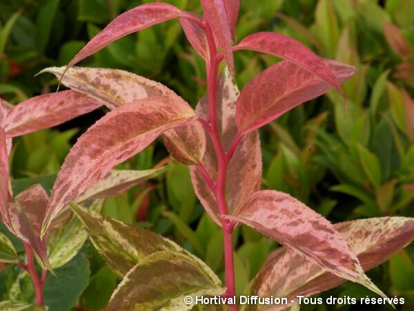 Leucothoé Rainbow