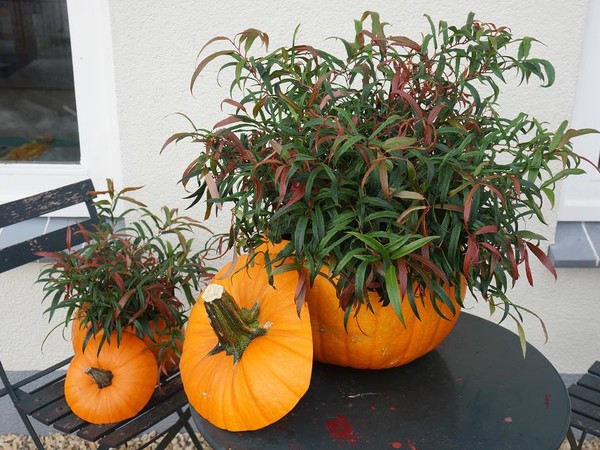 Leucothoé HALLOWEEN®