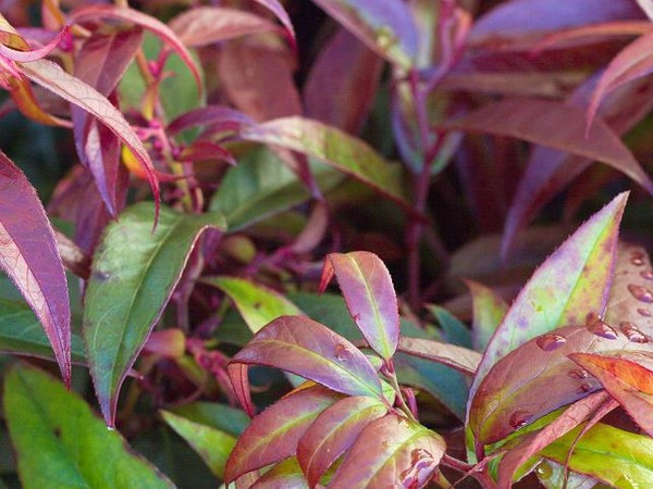 Leucothoé Royal Ruby