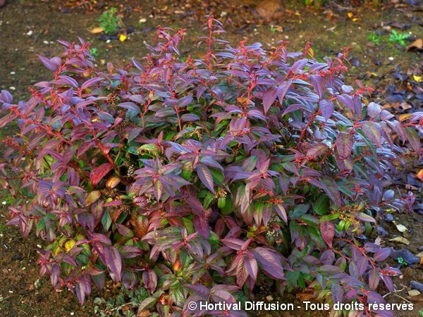 Leucothoé Scarletta