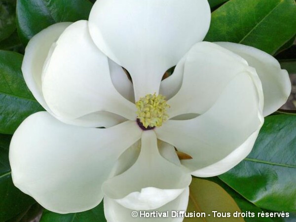 Magnolia à grandes fleurs Francois Treyve=Treyvei