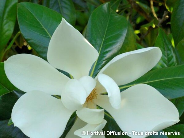 Magnolia à grandes fleurs de la Galissoniere