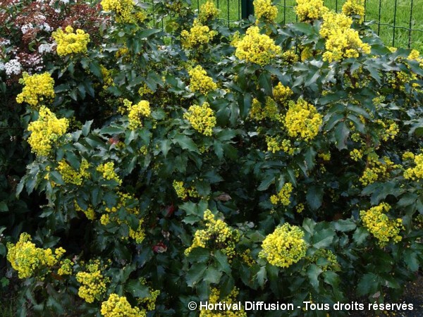 Mahonia commun, Faux-houx