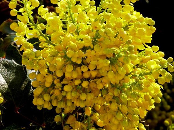 Mahonia commun Apollo, Faux-houx