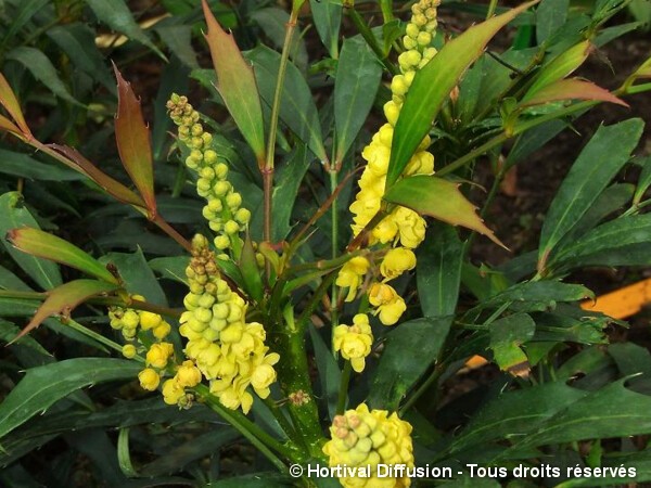 Mahonia eurybracteata SWEET WINTER®