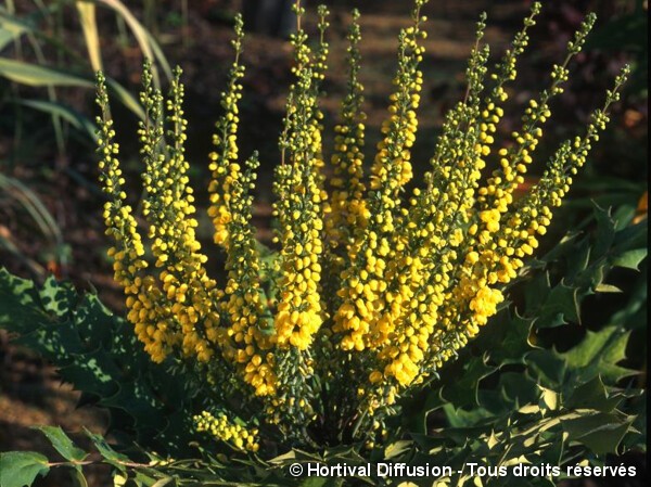 Mahonia hybride Winter Sun