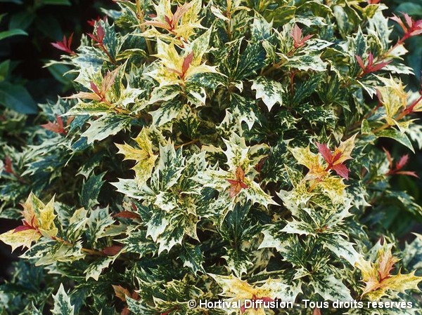 Osmanthe à feuilles de houx Tricolore