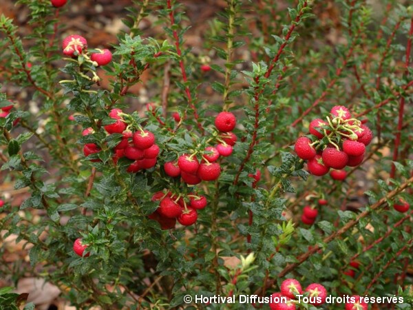 Pernettya mucronata = Gaultheria mucronata