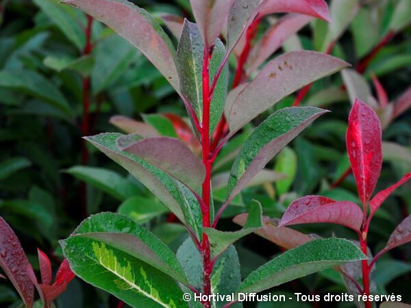 Photinia de Fraser BATON ROUGE®