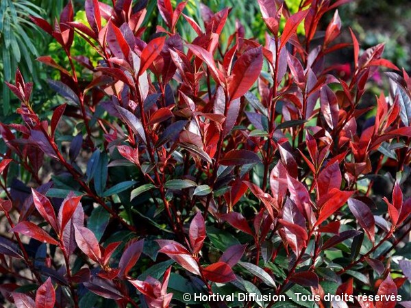 Photinia de Fraser Carré rouge