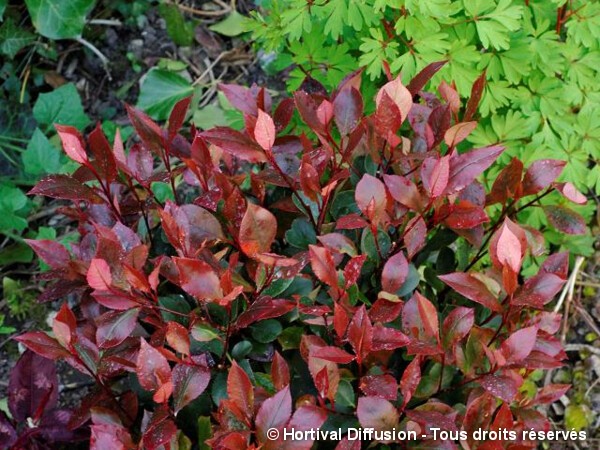 Photinia hybride Little Red Robin