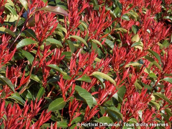 Photinia hybride Red Robin