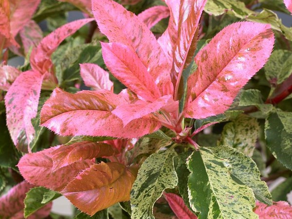 Photinia à feuilles dentées PINK CRISPY®