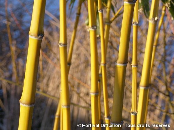 Bambou aureosulcata aureocaulis
