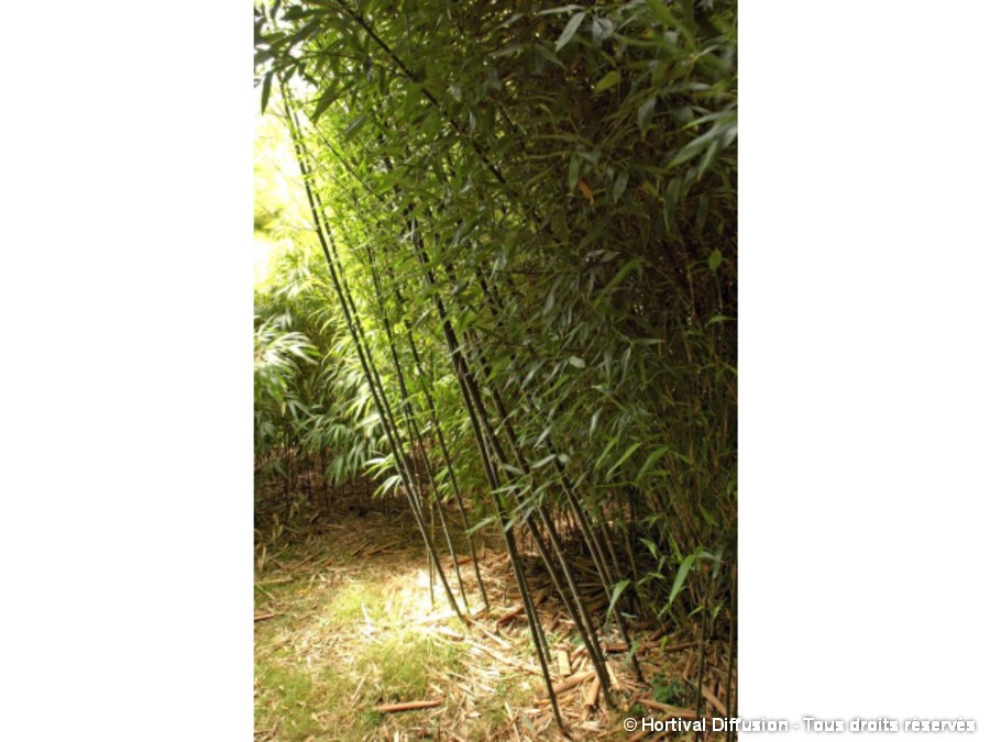site de rencontre bambou
