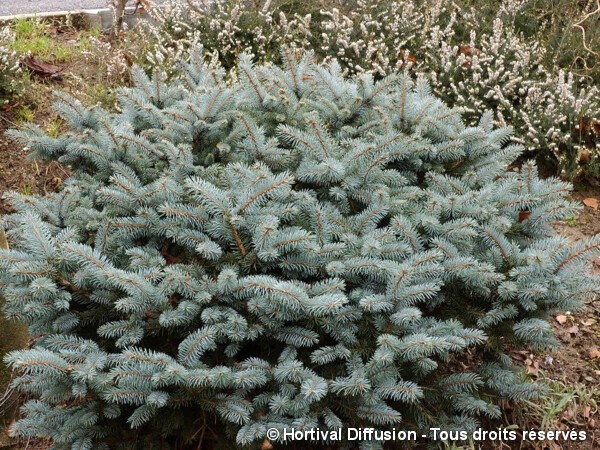 Epicéa bleu du Colorado nain, Sapin bleu nain