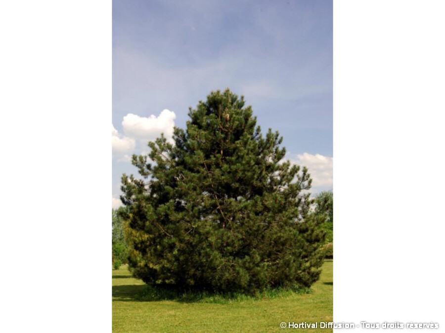 Pin Noir D Autriche Silence Ca Pousse