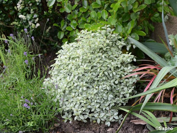 Pittosporum à petites feuilles Silver Ball