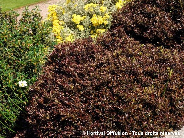 Pittosporum à petites feuilles Tom Thumb