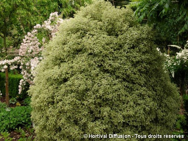 Pittosporum à petites feuilles panachées