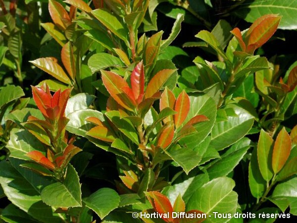 Laurier-cerise ETNA®, laurier-amande ou laurier-palme