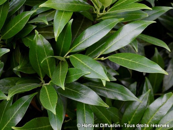 Laurier-cerise de Herberg, laurier-amande ou laurier-palme