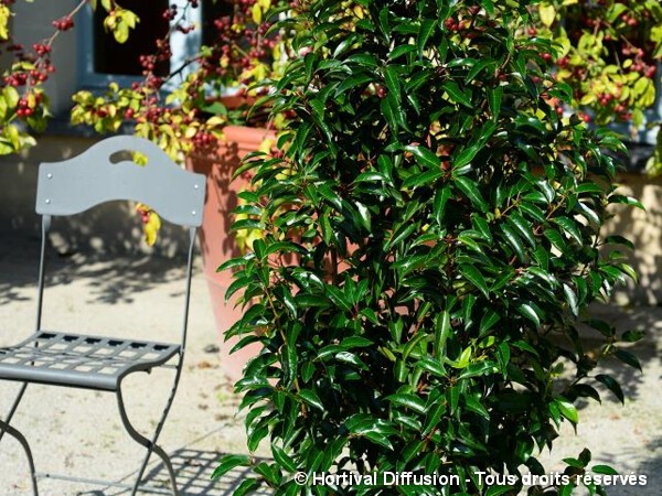 Laurier du Portugal à feuilles de Myrte