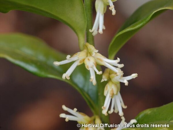 Sarcococca confus