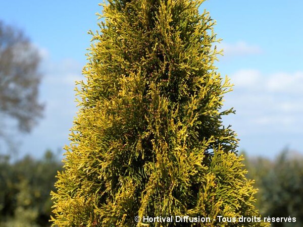 Thuja du Canada GOLDEN SMARAGD®