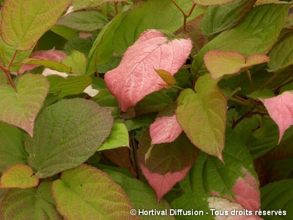 Actinidia kolomikta