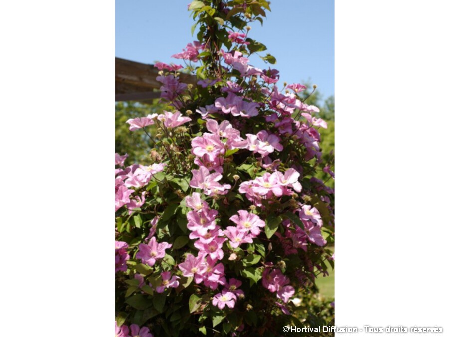 Clematis 'Comtesse de Bouchaud' - Alfred Forster AG