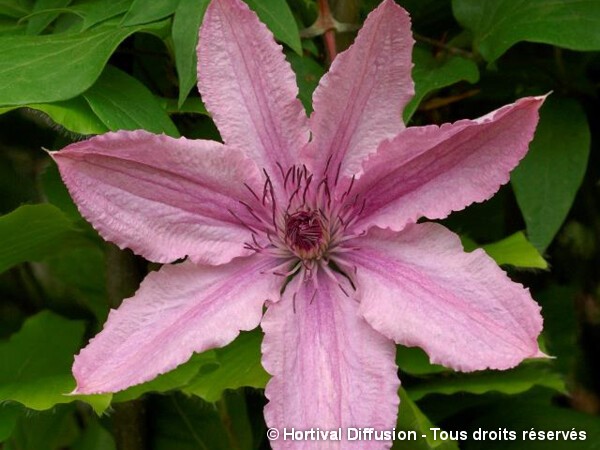 Clématite Hagley Hybrid