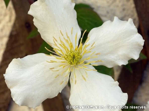 Clématite de l'Himalaya Grandiflora