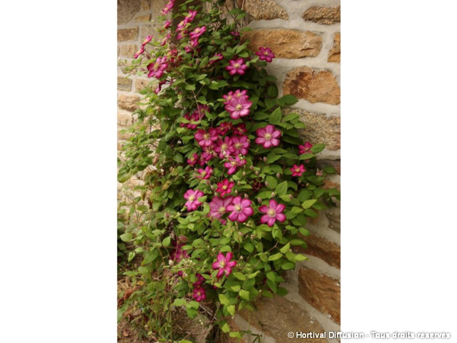 Clematite Ville De Lyon Silence Ca Pousse