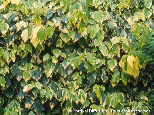 Lierre de Colchide Dentata Variegata