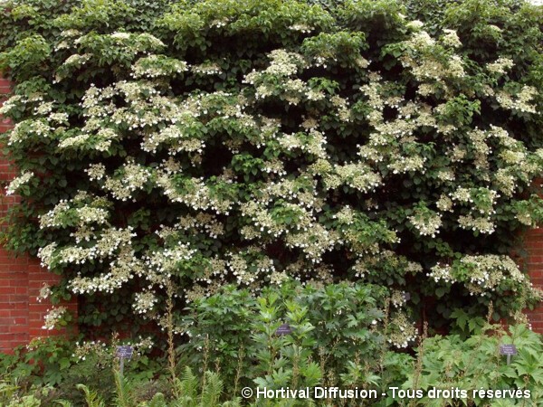 Hortensia grimpant